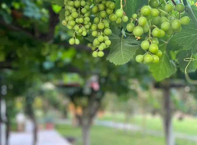 Li Papi 펜션 갈라토네