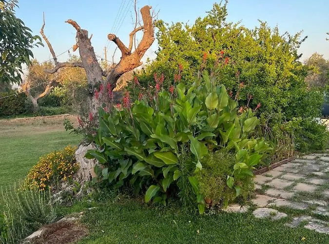 Li Papi * גלטונה